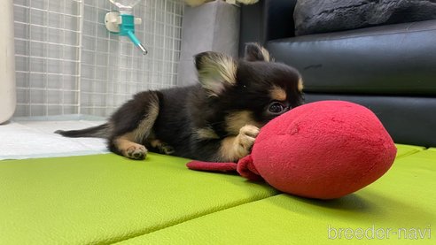 成約済の兵庫県のポメチワ:ポメラニアン×チワワ-314424の10枚目